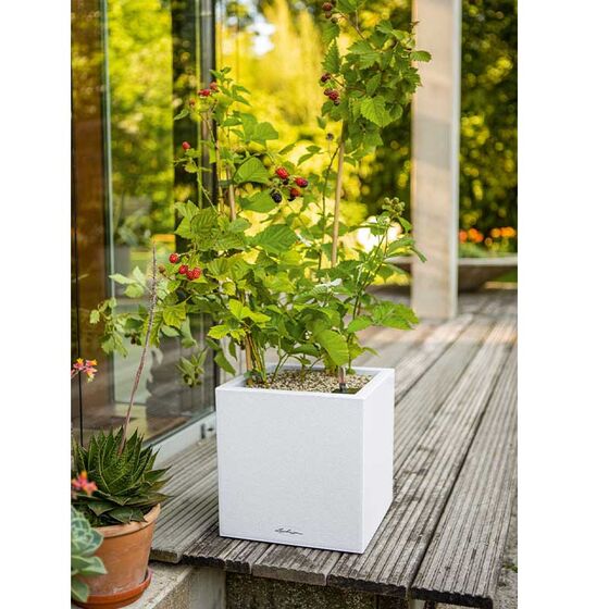 LECHUZA Canto Stone Low 14 Επιτραπέζια Γλάστρα 14x14x13.5cm Αυτοποτιζόμενη με Δοχείο QUARTZ WHITE Γερμανίας