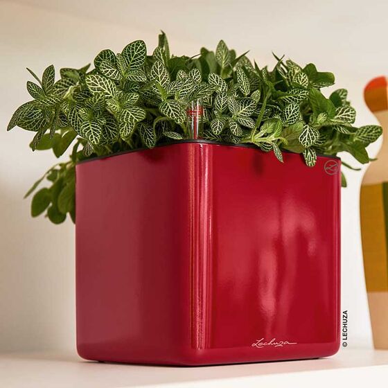 LECHUZA GREEN WALL Glossy Επιτοίχια Γλάστρα 48x6x14cm Αυτοποτιζόμενη 1.9kg με Εσωτερικά Δοχεία ΚΟΚΚΙΝΗ Γερμανίας