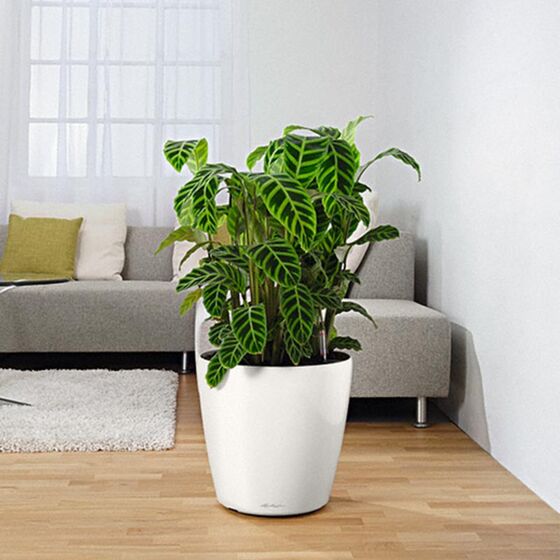 LECHUZA Βάση με Ρόδες Ø41.5cm για Γλάστρες CLASSICO 70 και HAVALO 60 Μαύρη