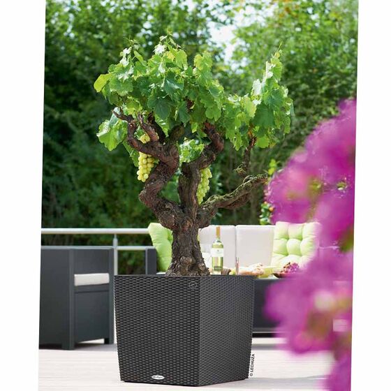 LECHUZA Cube Cottage 50 Επιδαπέδια Γλάστρα 49x49x49.5cm Αυτοποτιζόμενη με Δοχείο Φύτευσης Μαύρο του Γραφίτη Γερμανίας