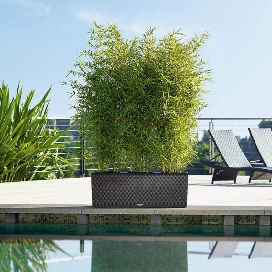 LECHUZA Trio 40 Cottage Ζαρντινιέρα 129.5x42x44cm Αυτοποτιζόμενη με 3 Κάδους Φύτευσης Μαύρο του Γραφίτη RATTAN Γερμανίας