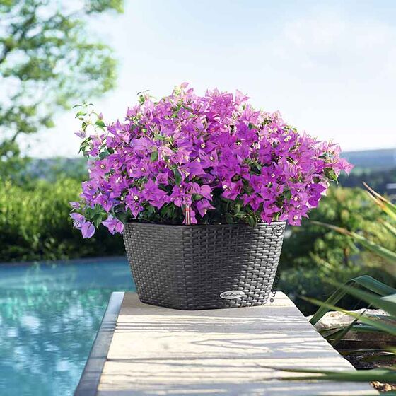 LECHUZA Bacino Cottage 30 Επιδαπέδια Γλάστρα 30x30x18cm Αυτοποτιζόμενη με Δοχείο Φύτευσης Ανθρακί Γερμανίας