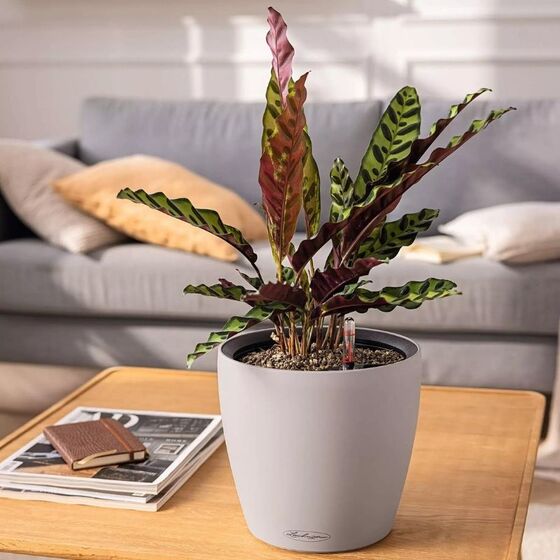 LECHUZA Classico Color LS 28 Επιτραπέζια Γλάστρα Ø28x26cm Αυτοποτιζόμενη με Δοχείο Φύτευσης Sand Brown Ματ Γερμανίας