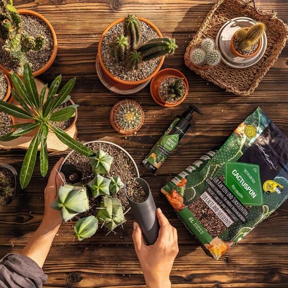LECHUZA CACTUSPON Υπόστρωμα Φύτευσης 6lt για Κάκτους και Παχύφυτα για Γλάστρες Lechuza