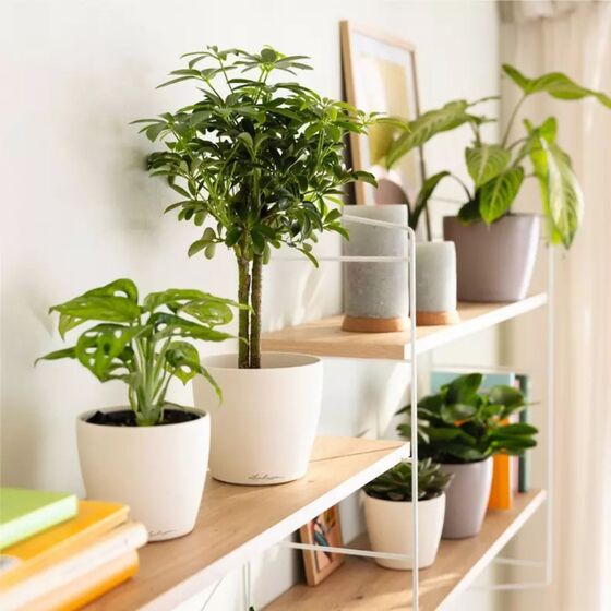 LECHUZA Classico Deco 10 Επιτραπέζια Γλάστρα Ø11x10cm Λευκή Γερμανίας