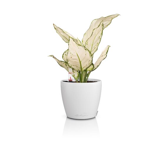 LECHUZA Classico Color 14 Επιτραπέζια Γλάστρα Ø15x14cm Αυτοποτιζόμενη Λευκή Γερμανίας