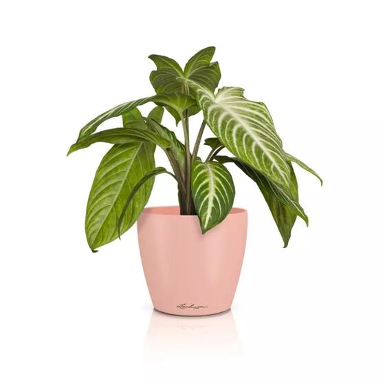 LECHUZA Cachepot Deco 12 Επιτραπέζια Γλάστρα Ø13x12cm Magnolia Γερμανίας
