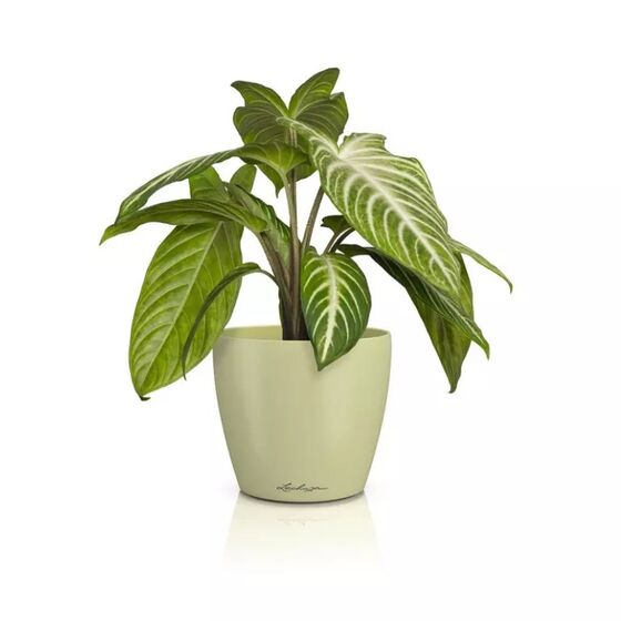 LECHUZA Cachepot Deco 12 Επιτραπέζια Γλάστρα Ø13x12cm Linden Γερμανίας