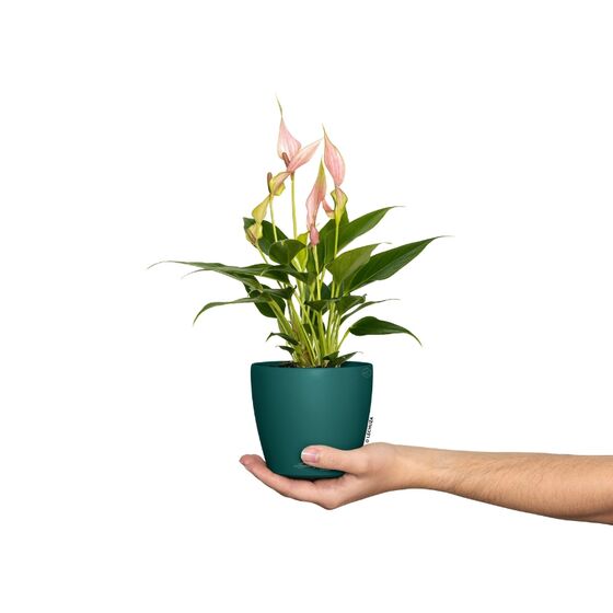 LECHUZA Cachepot Deco 12 Επιτραπέζια Γλάστρα Ø13x12cm Pine Γερμανίας