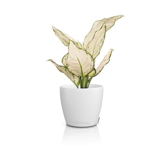 LECHUZA Cachepot Deco 14 Επιτραπέζια Γλάστρα Ø15x14cm Λευκή Γερμανίας