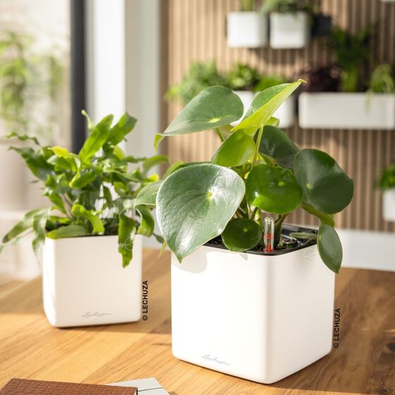 LECHUZA CUBE Premium 16 Επιτραπέζια Γλάστρα 17x17x16cm Αυτοποτιζόμενη με Εσωτερικό Δοχείο Λευκή Ματ Γερμανίας