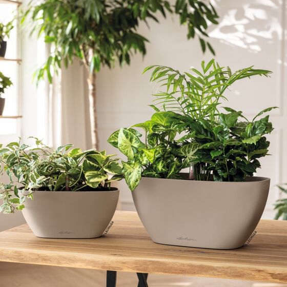 LECHUZA Navio Color 20 Επιτραπέζια Γλάστρα 39x19x18cm Αυτοποτιζόμενη με Δοχείο Φύτευσης Λευκή Γερμανίας