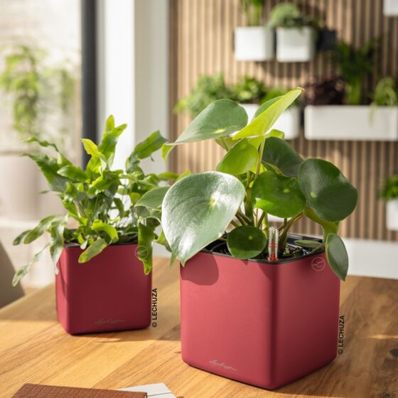 LECHUZA CUBE Premium 14 Επιτραπέζια Γλάστρα 14x14x14cm Αυτοποτιζόμενη με Εσωτερικό Δοχείο Scarlet Red Ματ Γερμανίας