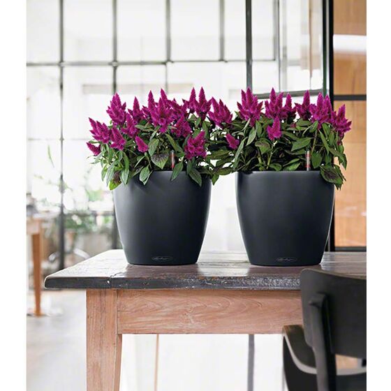 LECHUZA Classico 50 Επιδαπέδια Γλάστρα Ø50x46cm Αυτοποτιζόμενη Slate Γερμανίας